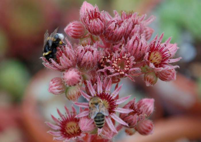 Sempervivum Dachwurz Hauswurz